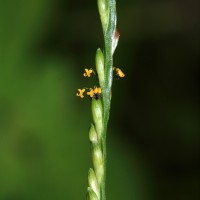 Urochloa distachya (L.) T.Q.Nguyen